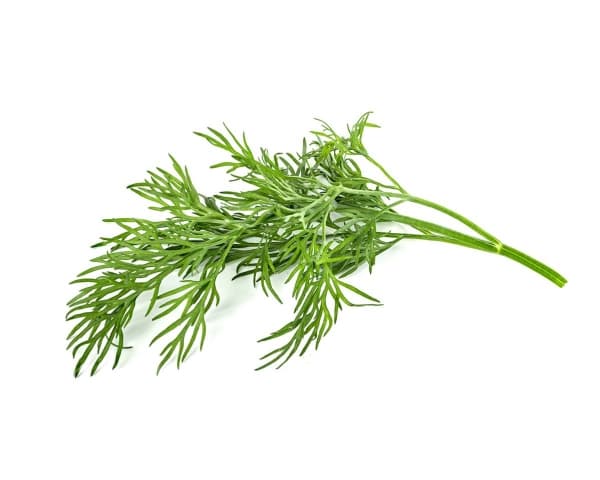 Click & Grow SGR49x3, Syötävä kasvi, Tilli, Täyttöpakkaus, Kasvaa nopeasti (3–5 viikkoa), 7 - 14 päivää, 1 - 2 kuukautta