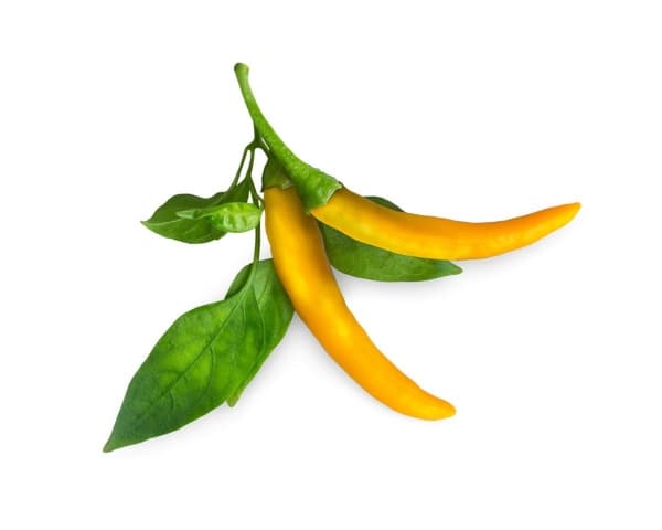 Click & Grow SGR60x3, Syötävä kasvi, Chili, Täyttöpakkaus, Kasvaa nopeasti (3–5 viikkoa), 14 - 21 päivää, 3 kuukautta