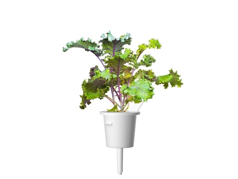 Click & Grow 4742793008752, Syötävä kasvi, Red kale, Aloituspakkaus, 3 kpl, Laatikko